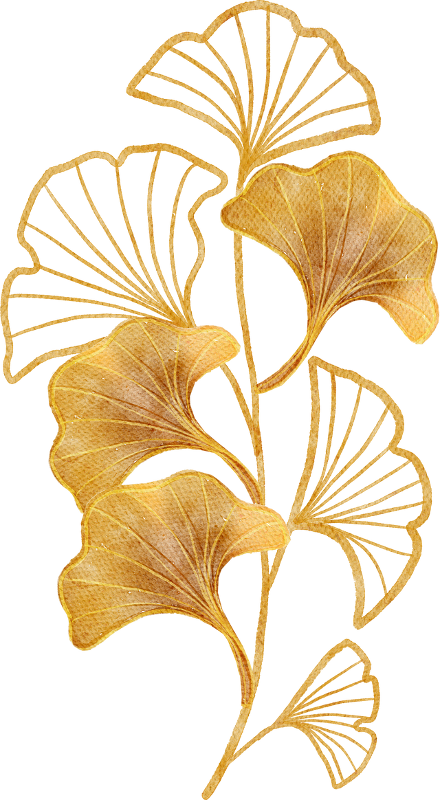 Ginkgo biloba watercolor painted